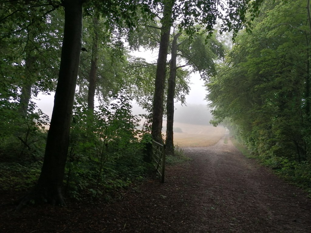 gate at edge of forest