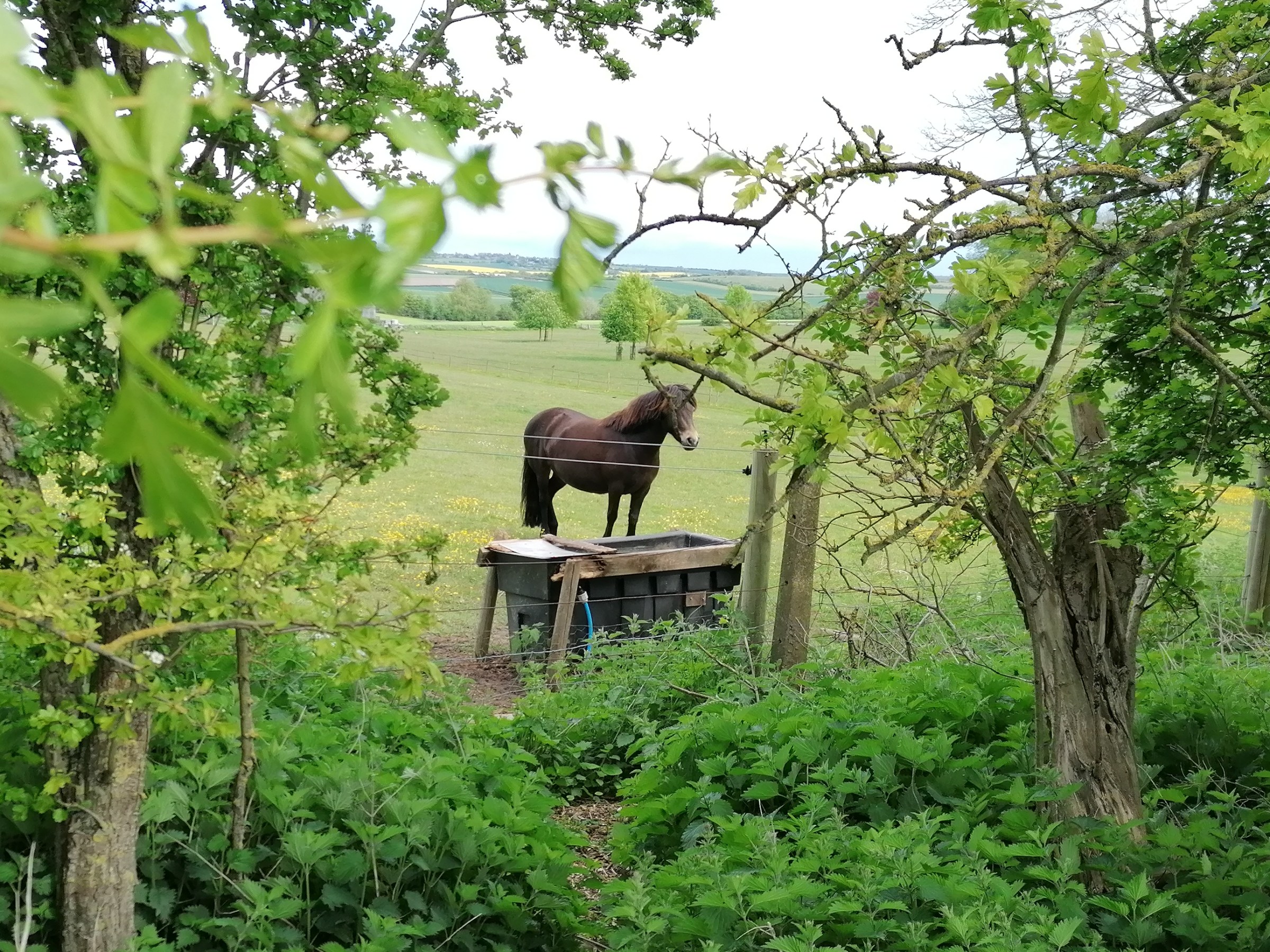 Horse in field