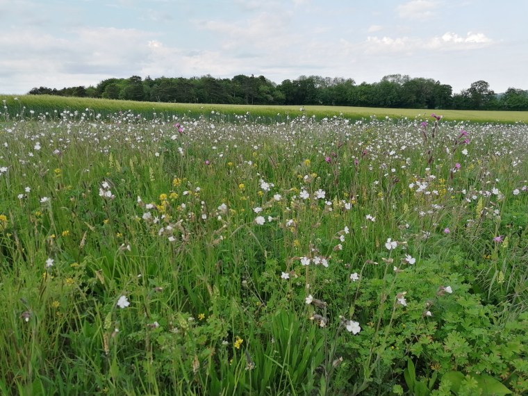 landscape with flowers