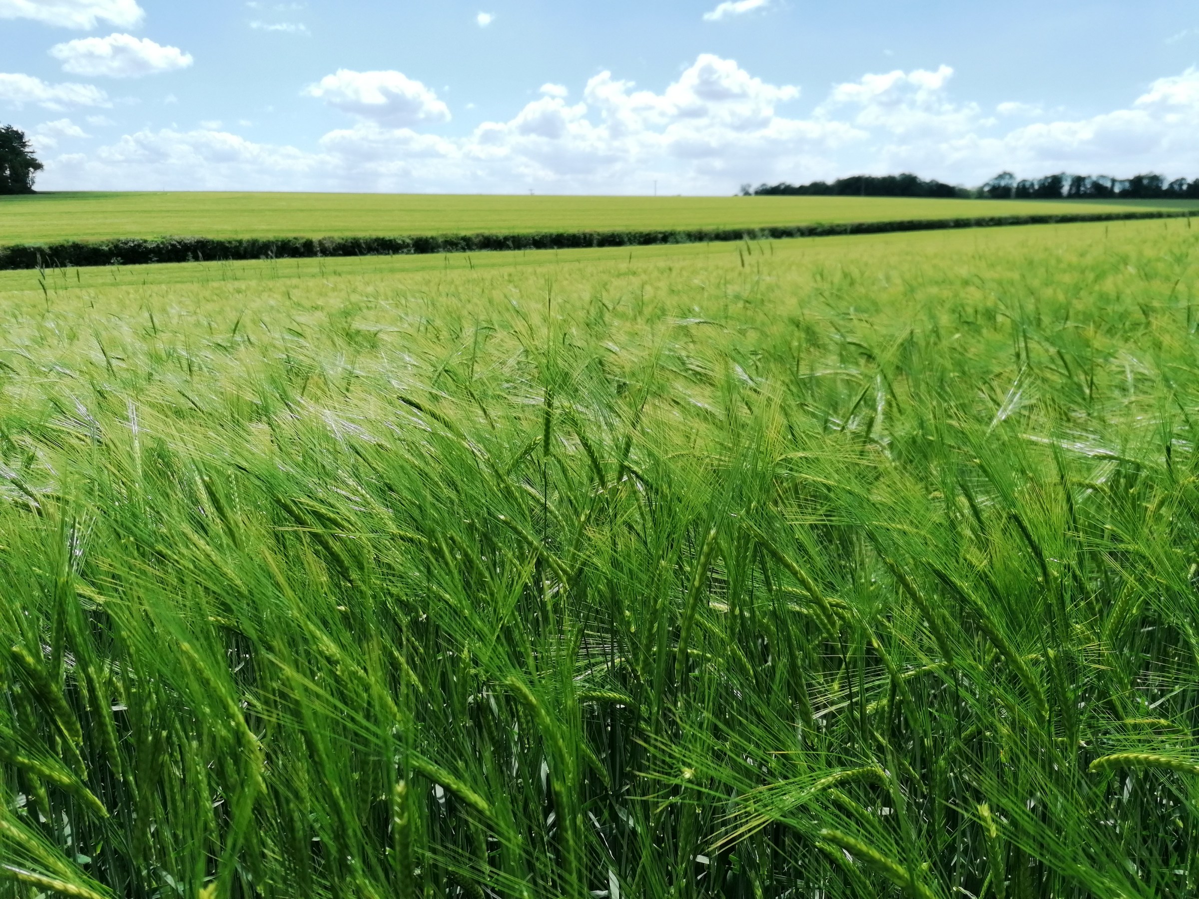 Wheat in field