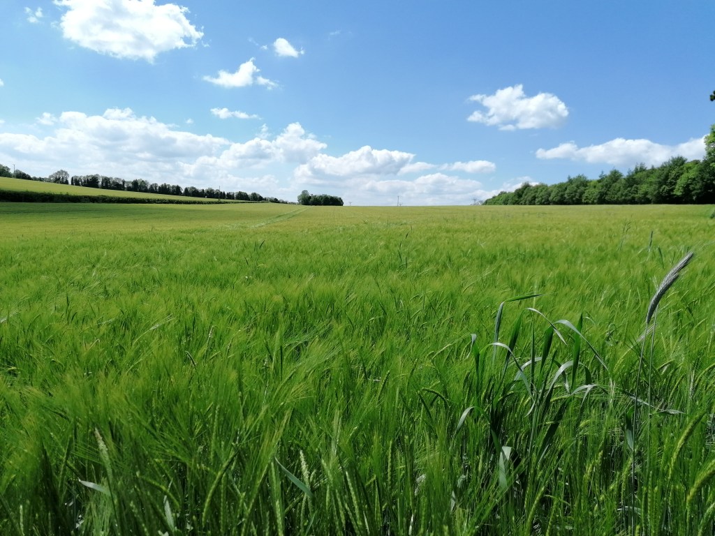 wheat in field