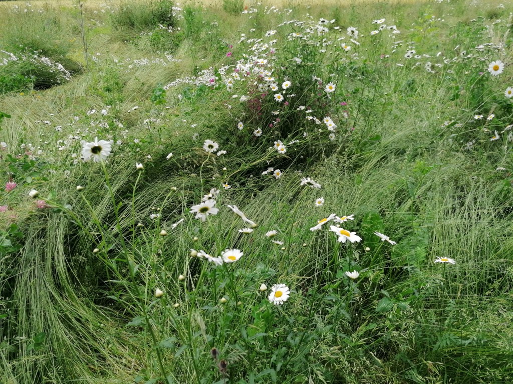wild flowers in field