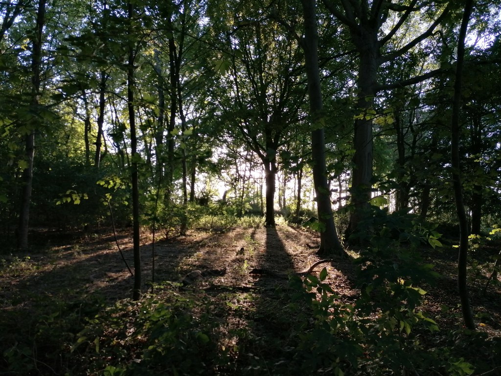 sunlight through forest