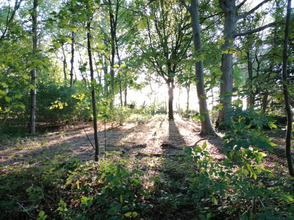 sunlight through forest