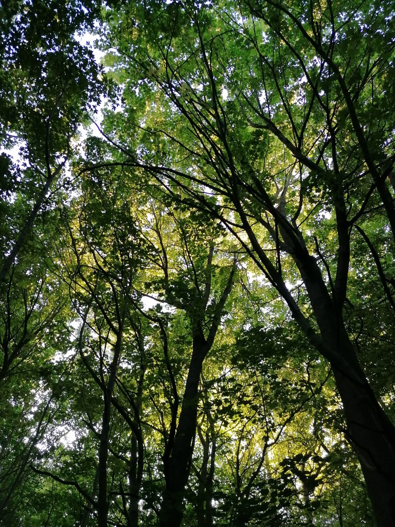sunlight though forest canopy