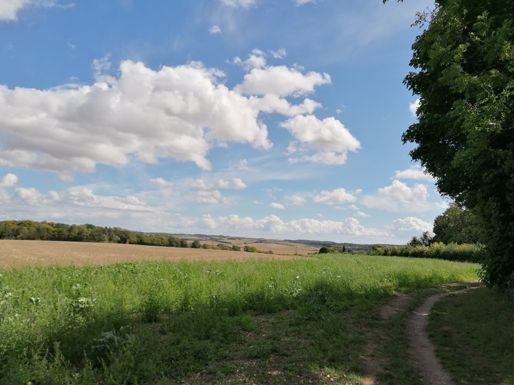 field in bright sunlight