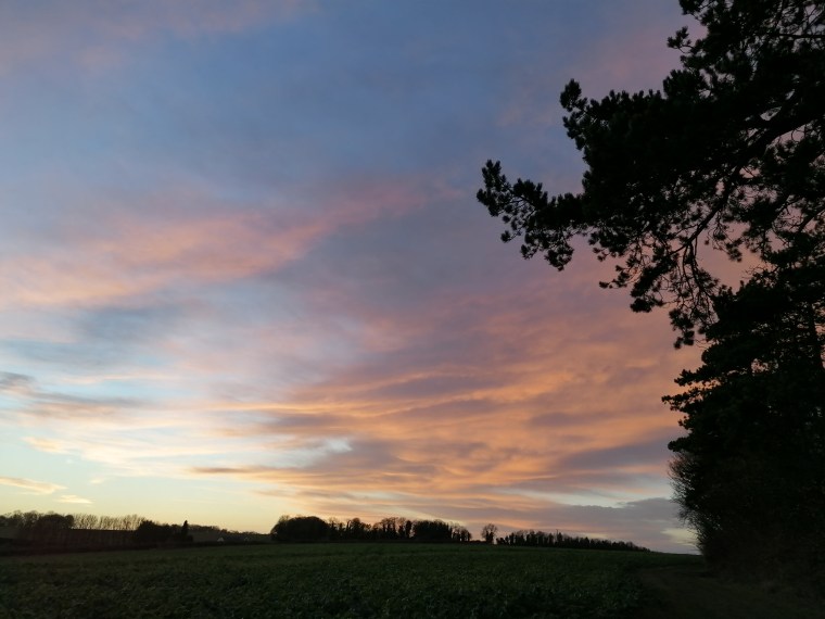 gold cloud with tree outlined