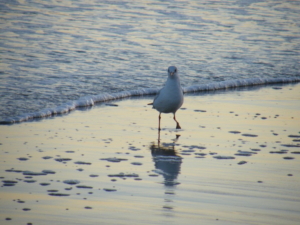 seagull on beach