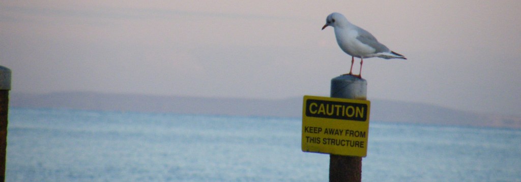 seagull on post