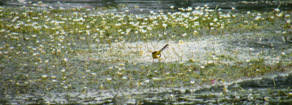 bird in a river of flowers